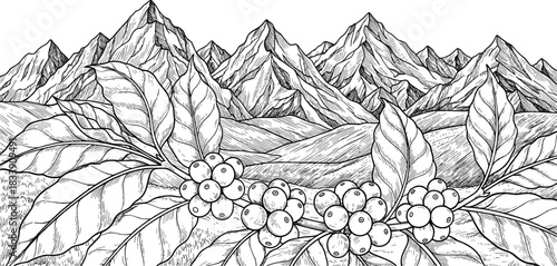 Vintage engraving style illustration of coffee plant branches with beans and leaves, set against a dramatic mountain range landscape vector drawing