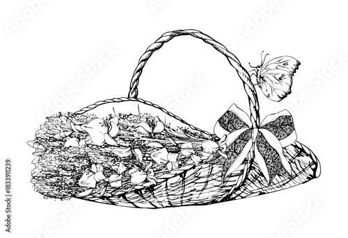 Woven trug basket of lavender lavandula and spartium Spanish broom with yellow butterfly and bow. Isolated sketch illustration hand drawn in vector ink. Earthenware artisan craft, handmade product