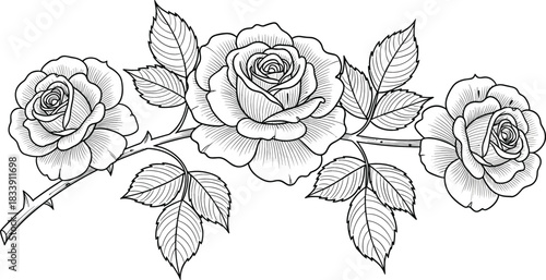 Detailed black and white engraving illustration of a beautiful blooming rose branch with multiple flowers, thorny stem, and leaves in vintage botanical style vector