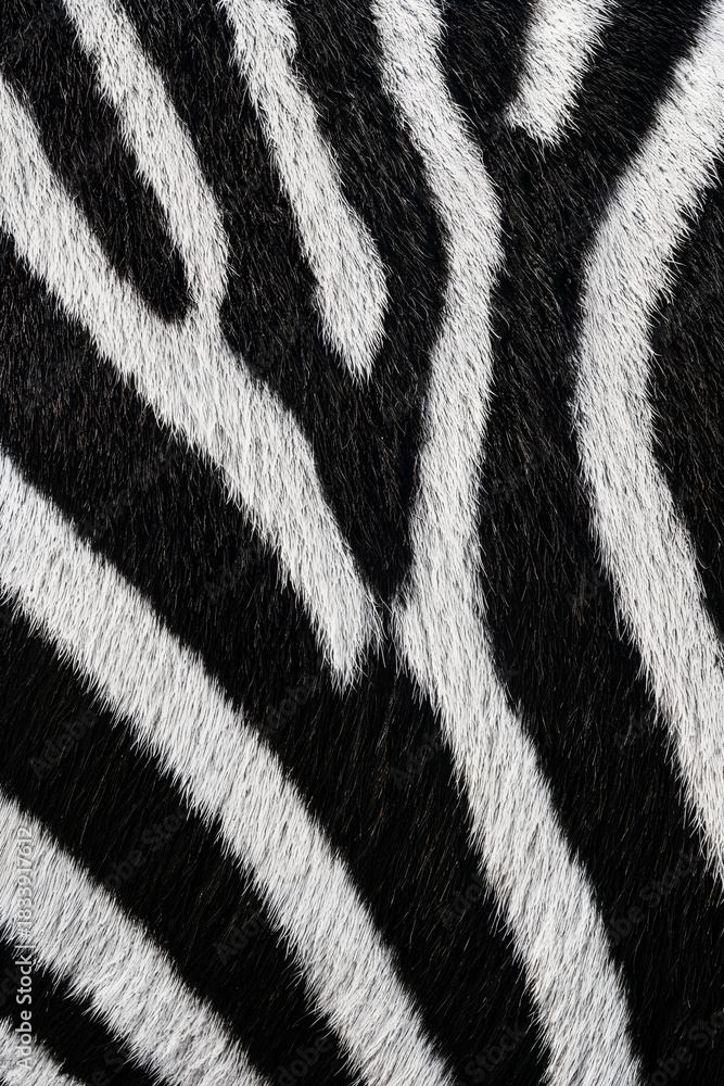 Obraz premium Zebra striped hide in black and white pattern