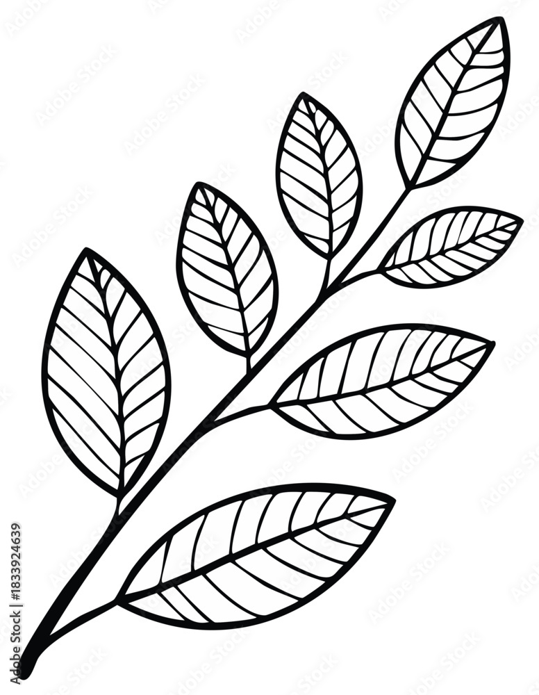 Fototapeta premium Black and white line drawing of a botanical branch with multiple leaves