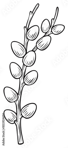 Pussy willow branch black and white line art illustration. Simple botanical drawing for Easter and spring.