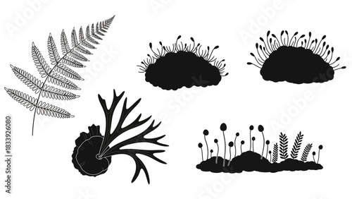 Elegant monochrome illustration of various fern and plant silhouettes against white backdrop