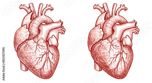 A detailed vector illustration showcases two realistic human hearts, rendered in a sketched style, perfect for medical presentations or educational materials against a clean white background.