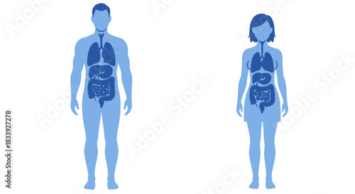 Anatomical illustration depicting the internal organs of a male and female body, ideal for medical textbooks, educational materials, or hospital signage in a modern vector style.