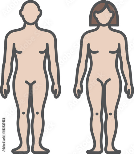 Male and Female Human Body Template Vector Set: Colored Anatomical Figures for Medical Graphics, Health Education, or Design and Customization Projects.