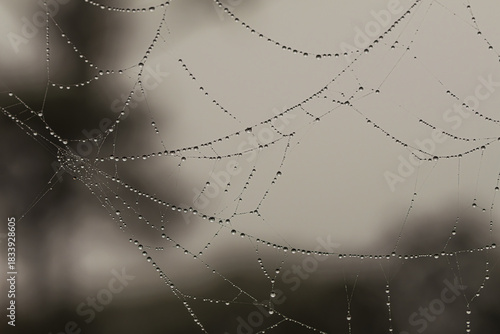 Εκτύπωση καμβά Morning dew drops collecting on a spider's web
