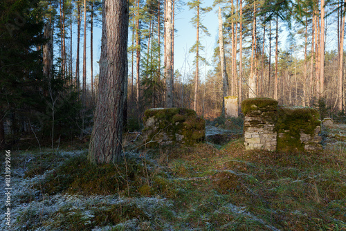 Naklejka German WWI Military Cemetery Dishupi in Winter Forest, Latvia