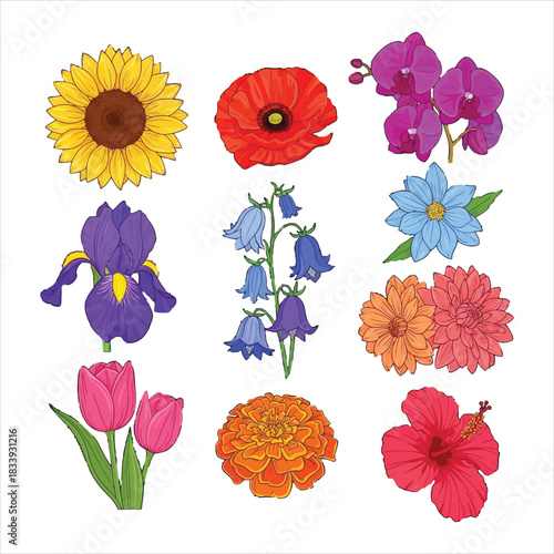 Collection of nine colorful flower illustrations