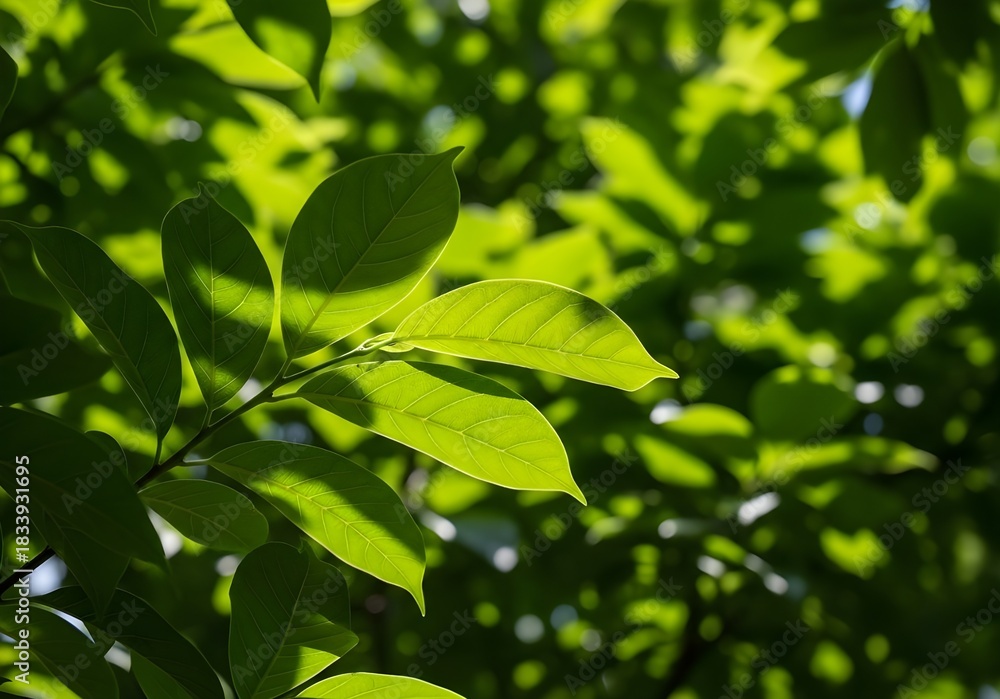 Obraz premium green leaves background