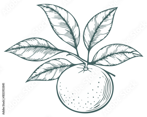 Hand Drawn Orange Fruit on a Branch with Leaves in a Vintage Engraving Style