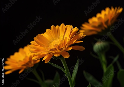 Vibrant calendula blossoms unfold their delicate, golden petals under warm light, showcasing nature's cheerful and calming botanical beauty ,tranquil ,summer ,plant