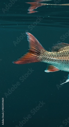 Vibrant caudal fin of a large fish propelling through clear water, showcasing intricate scales and dynamic aquatic motion ,animal ,motion ,power