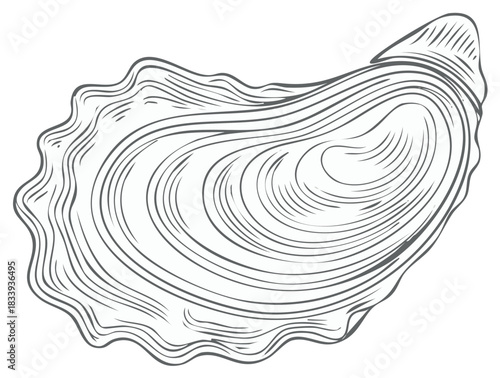 Vintage oyster shell illustration in a hand drawn engraving style