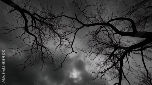 Silhouetted branches of a dead tree against a stormy, dark sky evoking a sense of mystery and foreboding