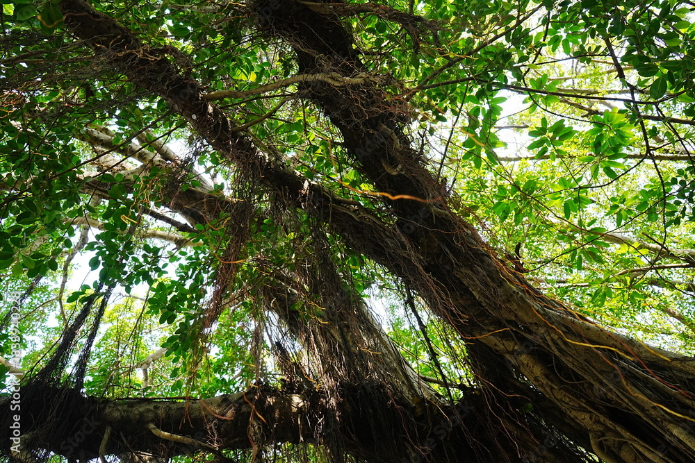 Obraz premium Banyan Tree at Anping Tree House in Tainan, Taiwan - 台湾 台南 安平樹屋 
