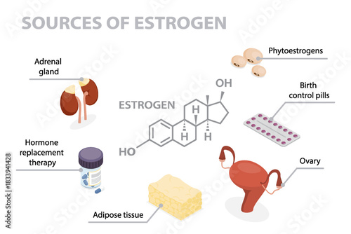 Sources of womens estrogen from ovary, adipose tissue, adrenal gland, phytoestrogens, contraceptive, hormone pills. Flat isometric vector educational medical information banner.