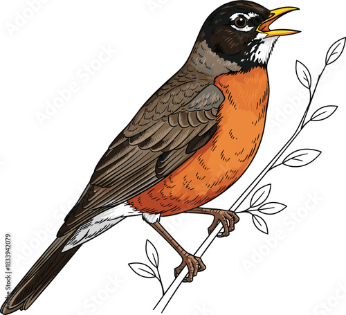 A detailed vector illustration of a beautiful American Robin bird perched on a branch with its beak open singing a cheerful song, ideal for nature, birdwatching, and spring season designs.