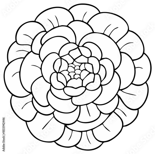 Symmetrical succulent plant outline illustration viewed from above for a coloring book page