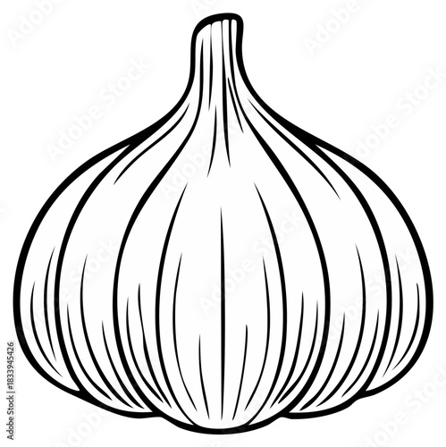 Monochrome line art drawing of a whole garlic bulb a cooking ingredient and healthy spice