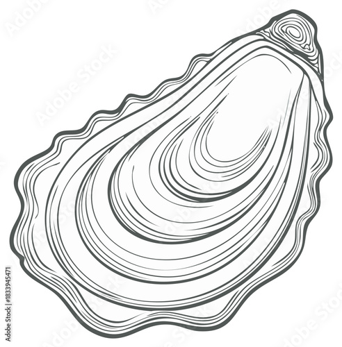 Elegant Line Art Drawing of a Single Oyster Shell Minimalist Seafood Mollusk Illustration