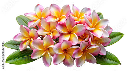 Vibrant tropical plumeria bouquet featuring pink and yellow