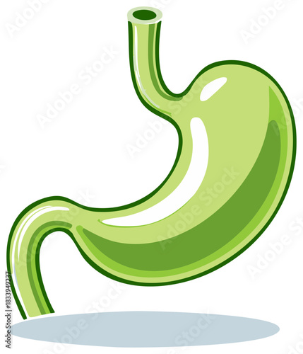 Vibrant green stomach illustration showcasing human organ anatomy for medical and educational purposes