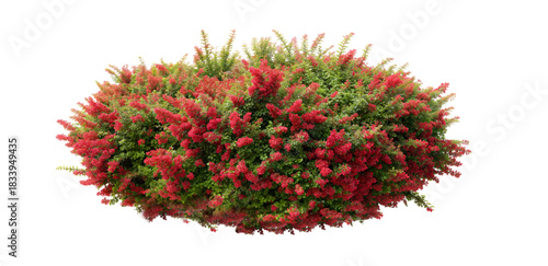 Green Ornamental Bush Plant Isolated on Transparent Background