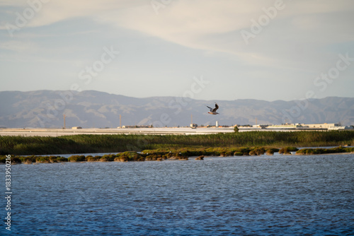 Bird flying over a marsh wetland
