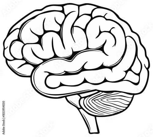 Human Brain Anatomy Illustration Black and White Graphic Medical Educational Health Concept