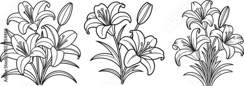 Set of Lily Flowers Line Art Coloring Book Page, Floral Vector Illustration