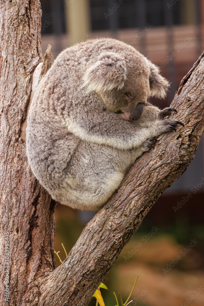 Fototapeta premium A koala curled into a ball and sleeping in a tree. Photographed in New South Wales, Australia