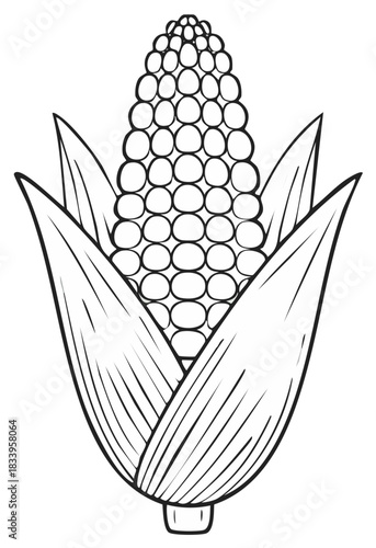 Hand Drawn Ear of Corn with Husk in Outline Style