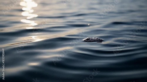 Serene Water Surface Reflecting Sunlight - A Tranquil Aquatic Scene.
