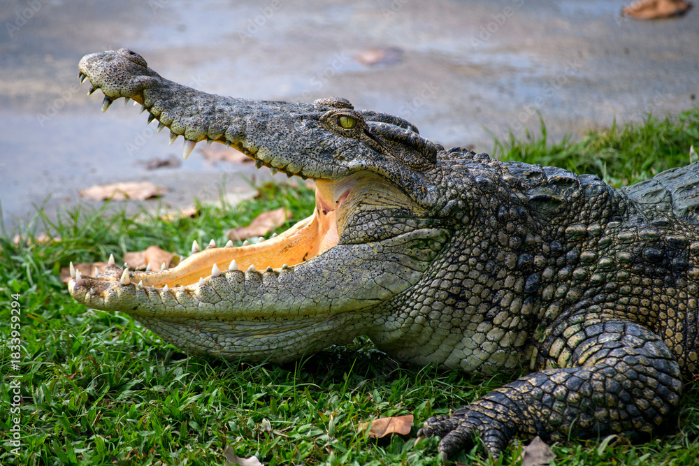 Fototapeta premium crocodile lies on land, its mouth open and teeth visible.