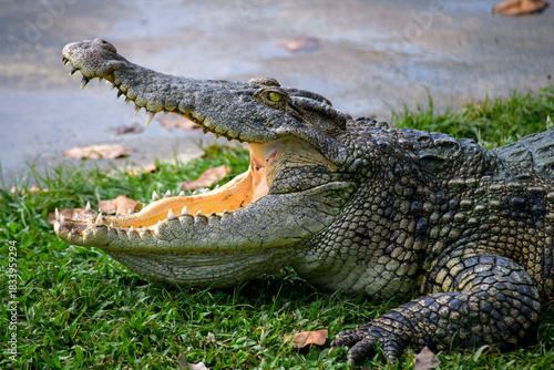 crocodile lies on land, its mouth open and teeth visible.