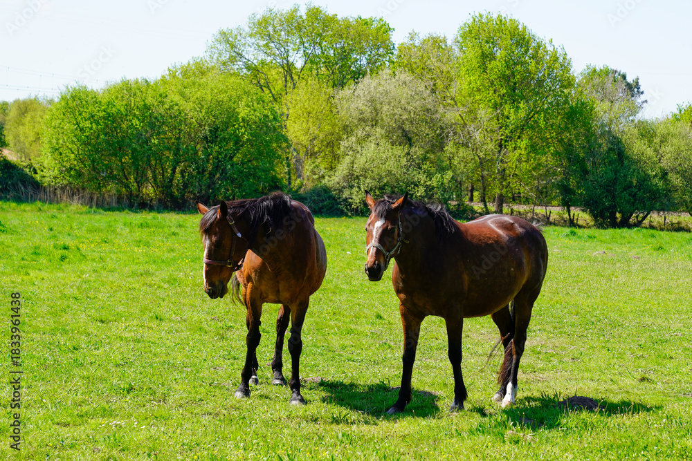 Naklejka premium two brown horses standing in a vibrant green grassy field meadow