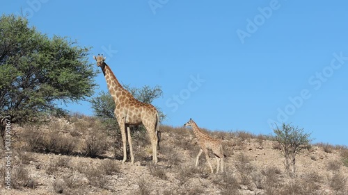 A female giraffe feeding on a tree before looking towards the camera. Her calf is walking towards her up the hill. Beautiful blue sky, filmed in Kgalagadi Transfrontier Park.