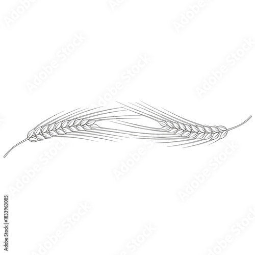 Wheat stalk page divider on white background