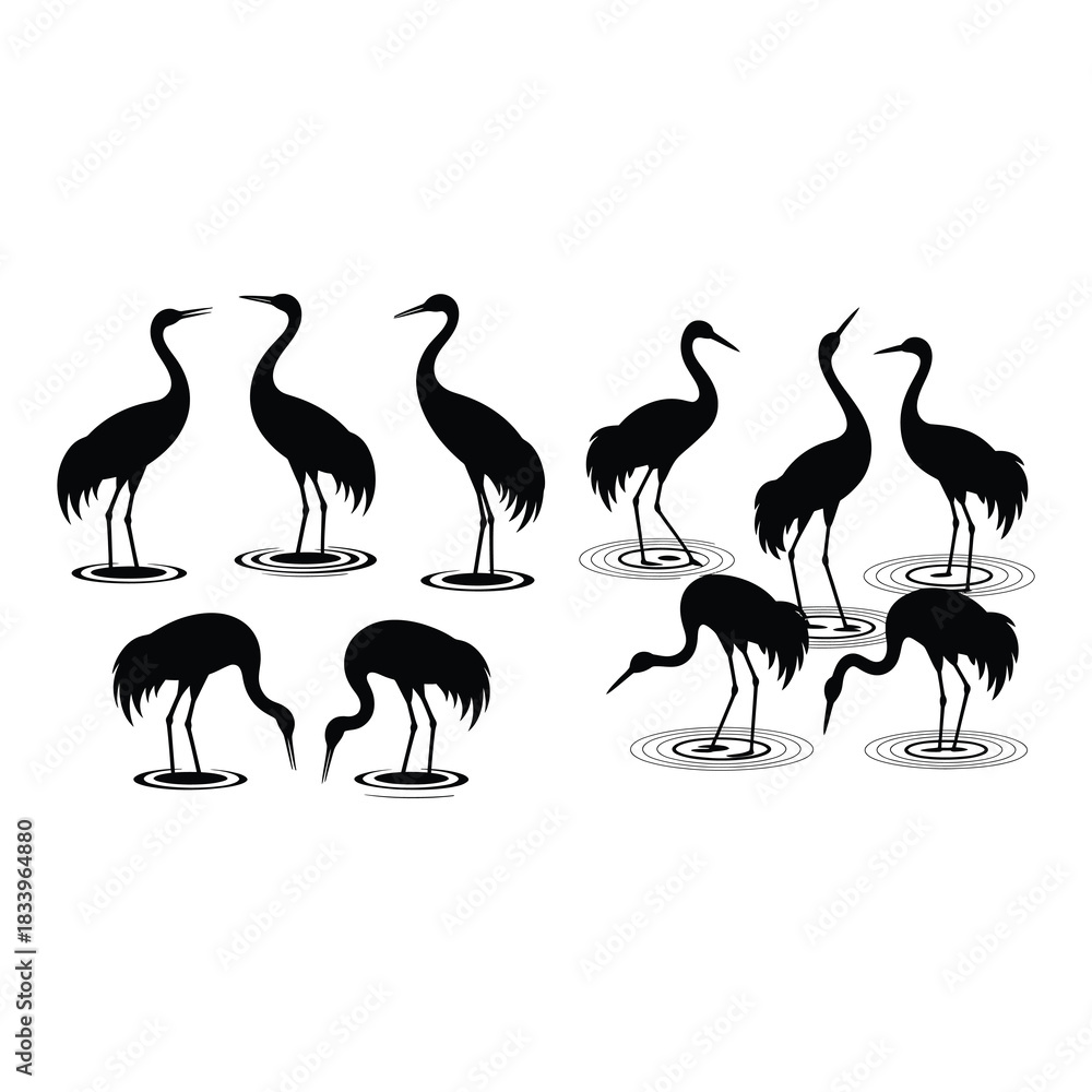 Fototapeta premium Cranes standing with water ripple motifs.