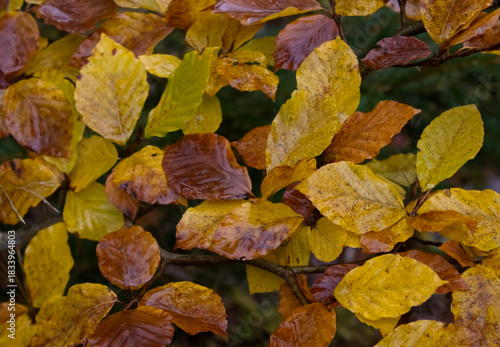 Close-up of Wet Yellow and Brown Deciduous Autumn Leaves on a Branch
