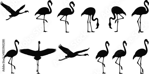 Flamingo silhouettes standing and flying, elegant tropical birds, wildlife vector illustration, isolated black shapes, nature design elements for decoration and creativity