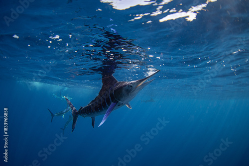 Marlin is hunting for small sardines near the surface. The shoal of Kajikia audax in Magdalena Bay. It is one of the fastest fish in the ocean.