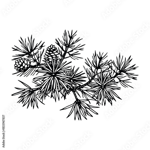 Snowy pine branches