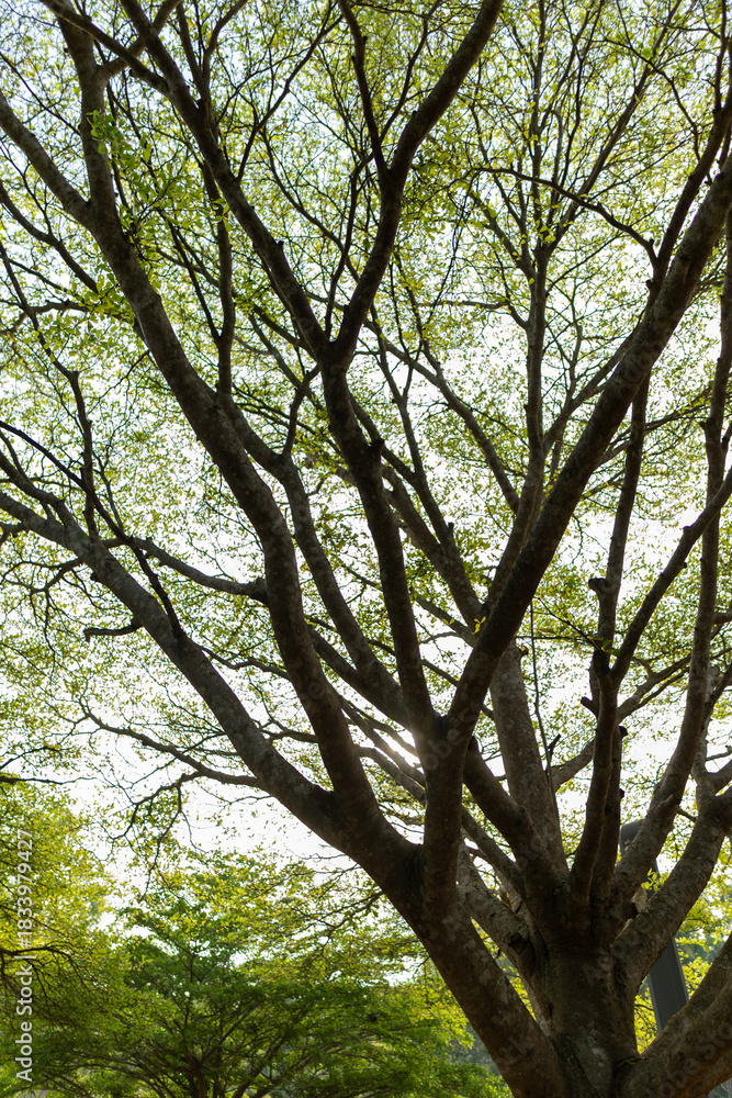 Obraz premium Sunlight filtering through green leaves and tree canopies, creating a calm natural background.