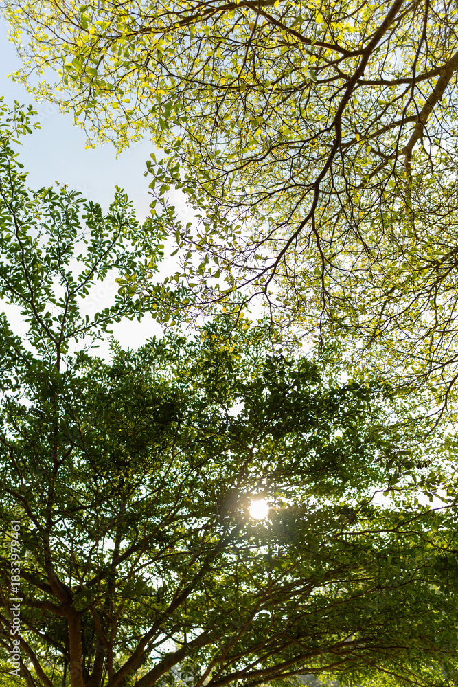 Fototapeta premium Sunlight filtering through green leaves and tree canopies, creating a calm natural background.