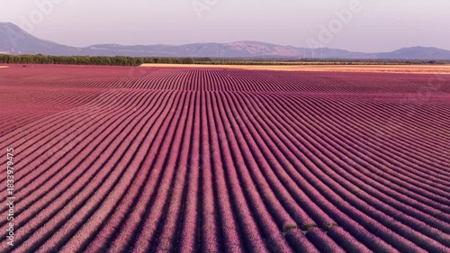 Lavender flowers blossoming during sunset over the plateau of Valensole in the Povernce during after a summer day.  High angle drone view.