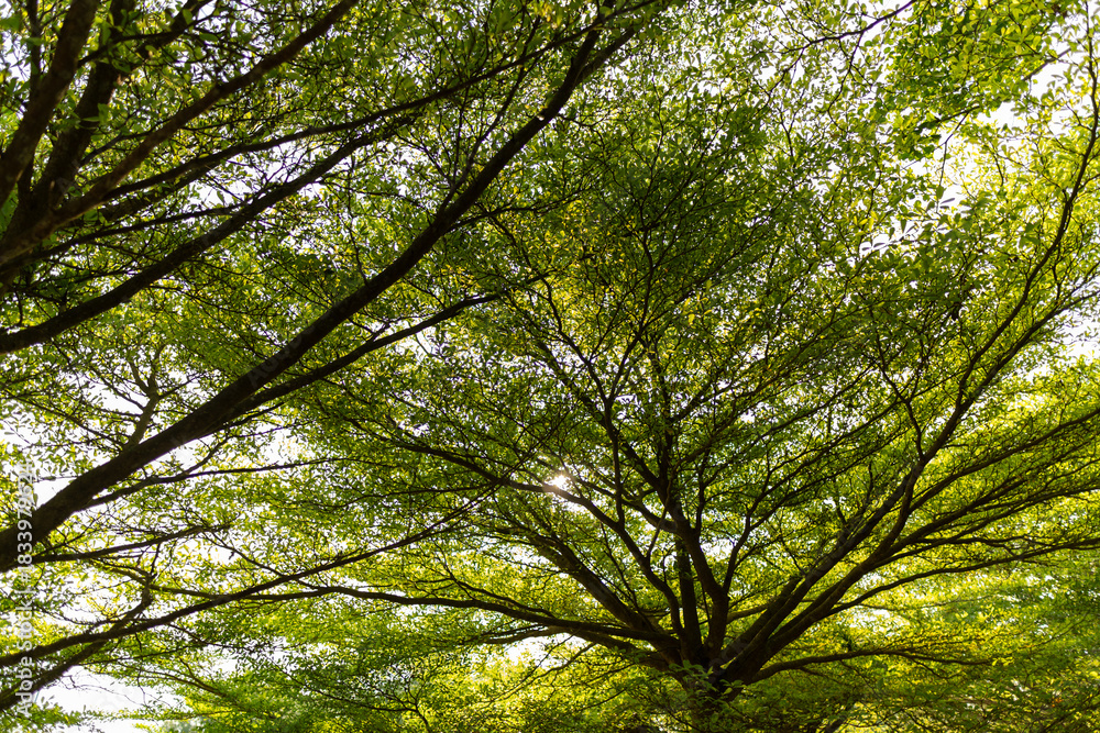 Fototapeta premium Sunlight filtering through green leaves and tree canopies, creating a calm natural background.