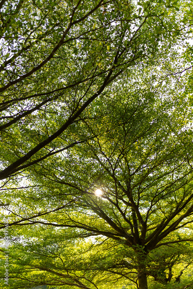 Fototapeta premium Sunlight filtering through green leaves and tree canopies, creating a calm natural background.