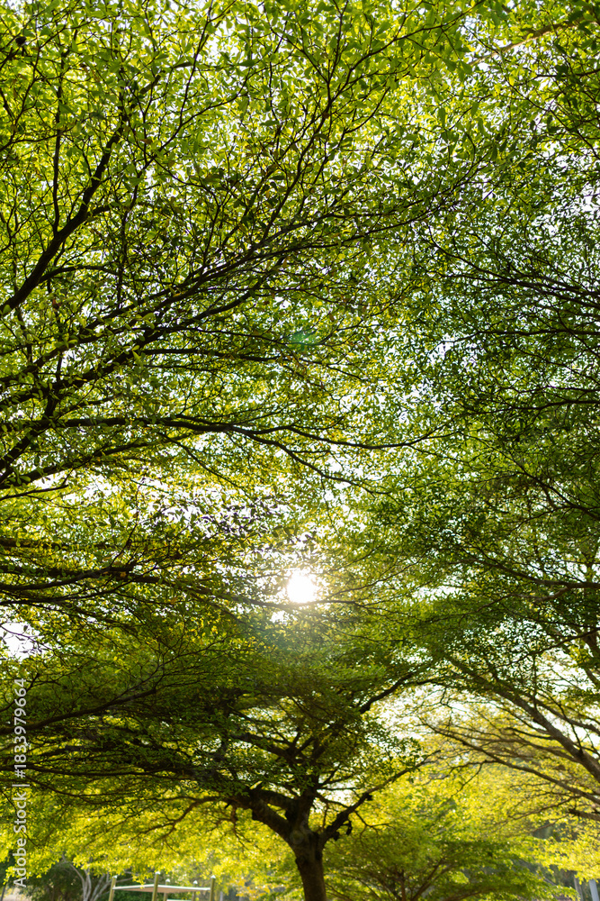 Fototapeta premium Sunlight filtering through green leaves and tree canopies, creating a calm natural background.